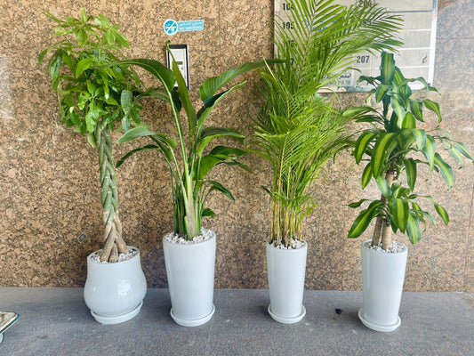 4pcs Office Potted Indoor Plants | Areca Palm | Bird Of Paradise | Areca Palm | Dracaena Massangena
