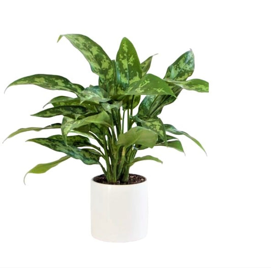 Aglaonema Maria 30cm - Aglaonema Emerald Beauty, Chinese Evergreen, Arum Plant - PlantmartUAE.com