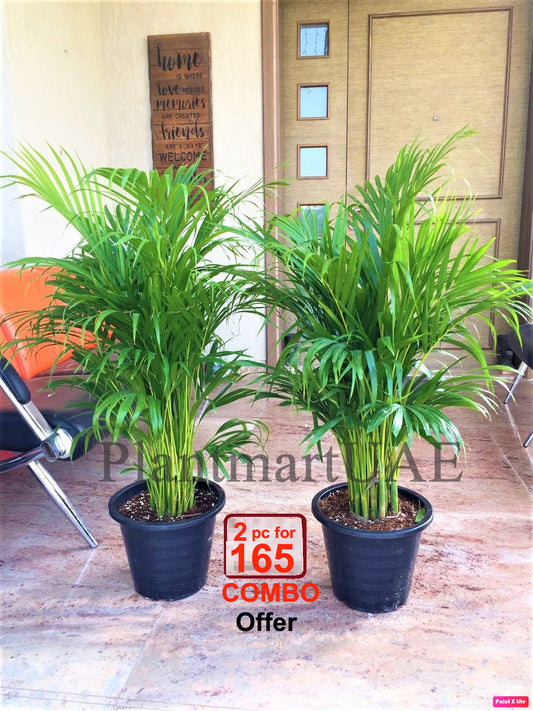 Areca Palm 2PCS COMBO Offer: 150cm-160cm