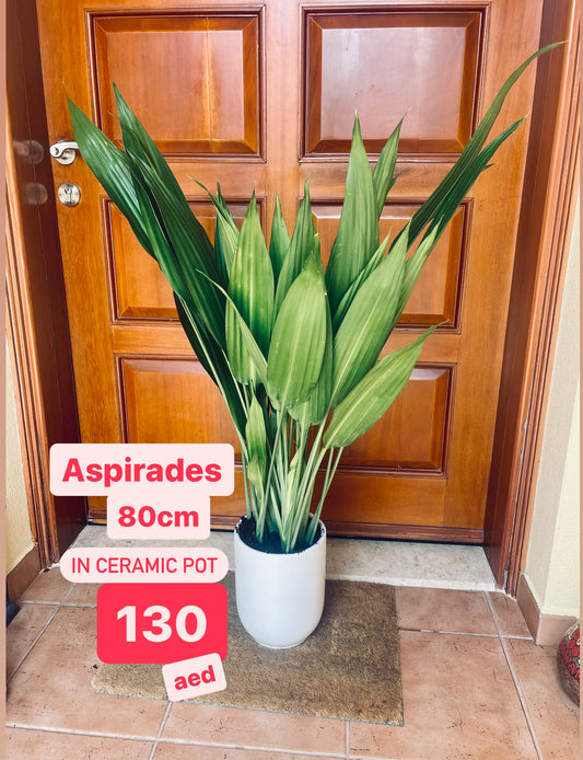 Aspiradas | Aspidistras Indoor Plant | Cast Iron Plant | 80cm-90cm