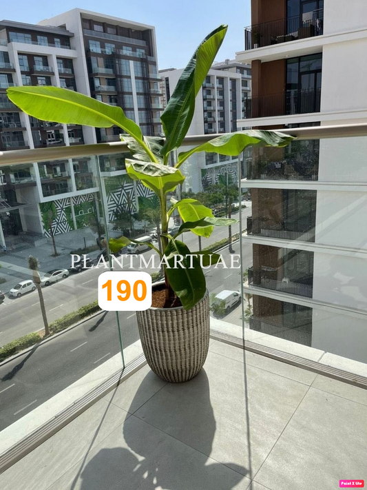Banana Plant (L) 1.5mtr-1.6mtr /CERAMIC POT