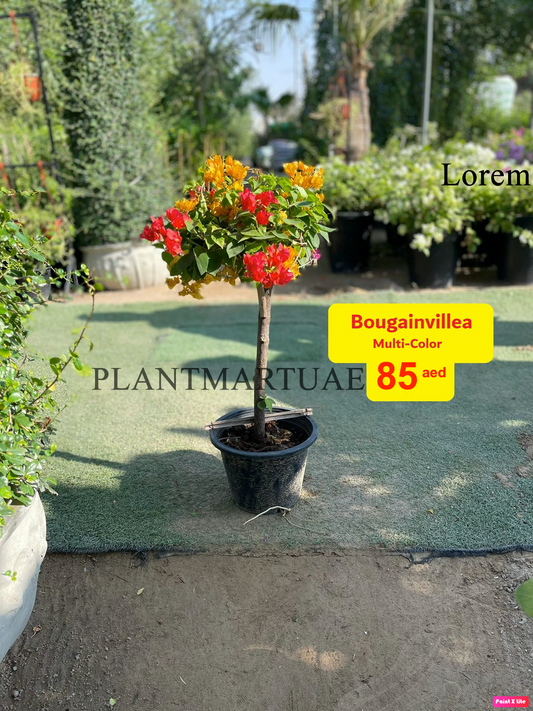 Bougainvillea Multicolor - Default Pot 60cm-70cm - PlantmartUAE.com