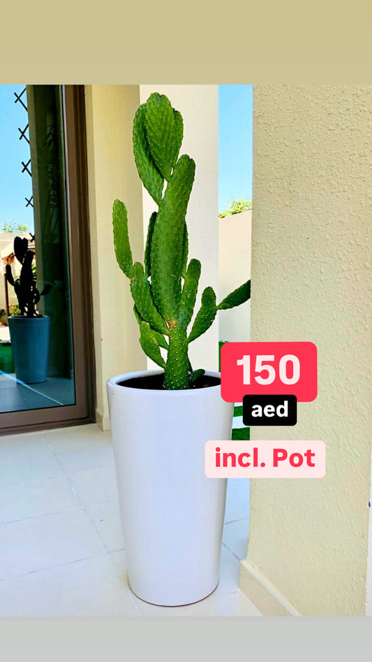 Cactus Opuntia / CERAMIC pot / Ficus Indica