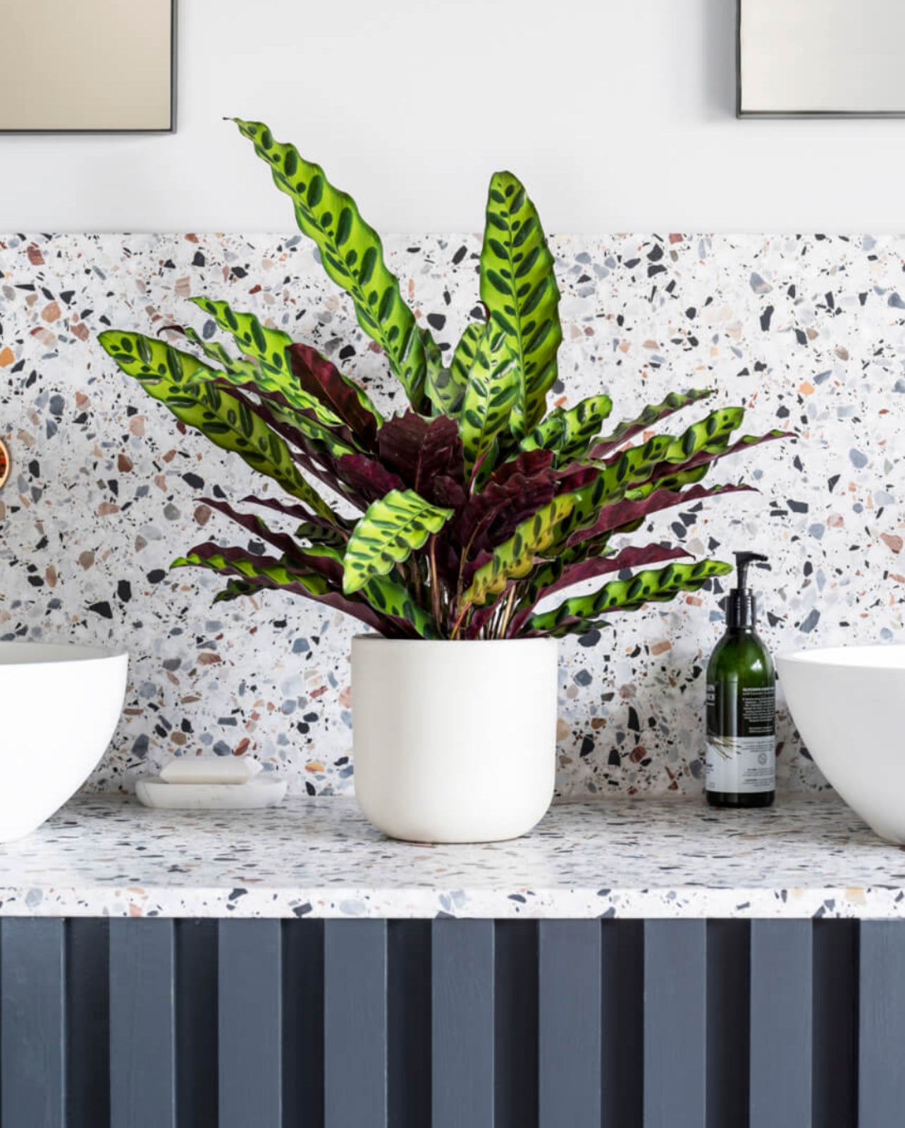 Calathea Lancifolia 40cm Indoor Plant