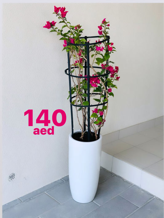 Potted Bougainvillea in CERAMIC Pot