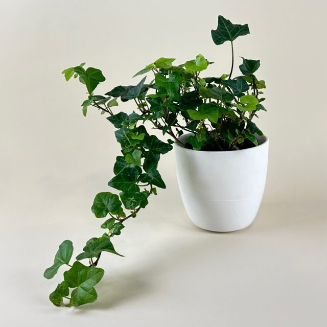 English Ivy 30cm-40cm | indoor plant | Hedera helix green | Best Online Plant Shop | PlantMartUAE.com