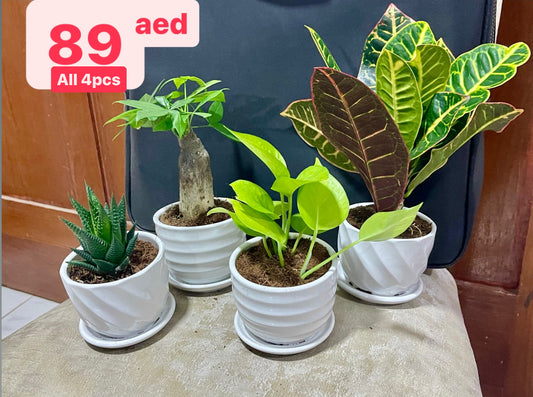 4pcs Potted Combo 99aed : 4 Mini-Plants in Ceramic Pots