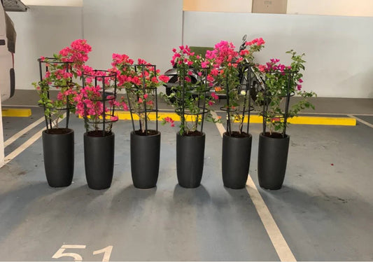 Bundle Pack: 6 Pcs with Ceramic Pots - PlantmartUAE.com