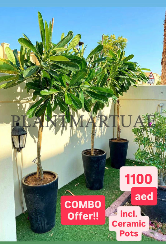 POTTED COMBO Offer: 3 Frangipani in Ceramic Pots | Plumeria