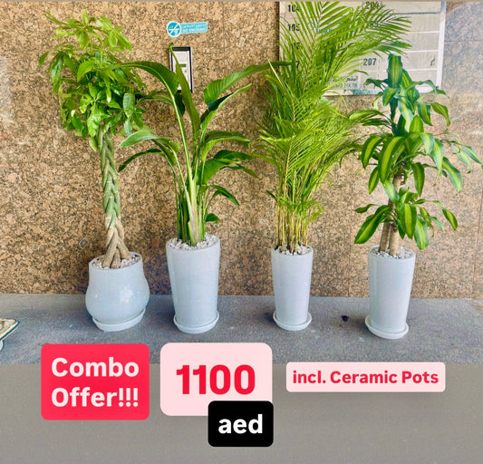 Potted 4pcs Indoor Plants | Areca Palm | Bird Of Paradise | Areca Palm | Dracaena Massangena
