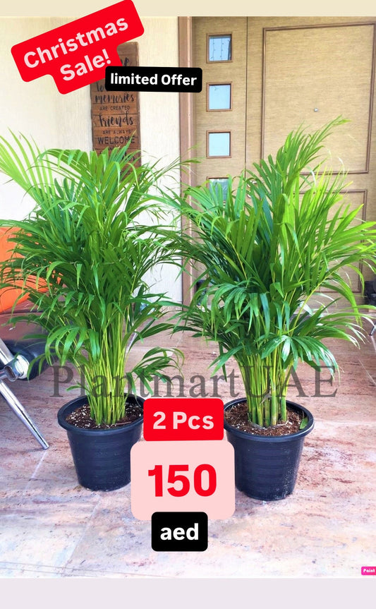 Areca Palm 2PCS COMBO Offer: 150cm-160cm