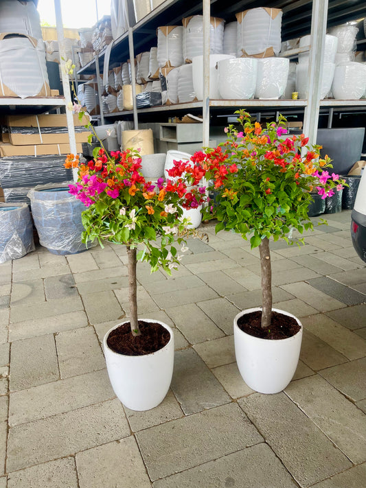 2Pcs Potted Bougainvillea in CERAMIC Pots (Size: 80cm-90cm)