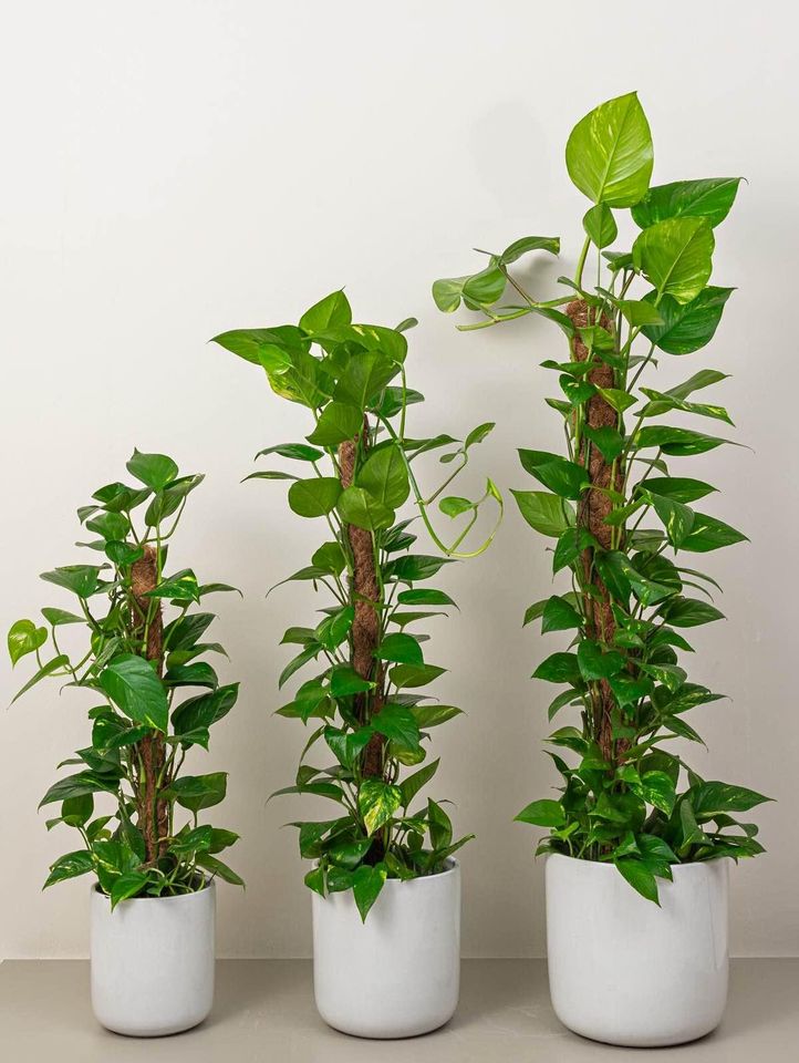 Money Plant HOLLAND - Epipremnum Aureum Moss-stick or كرمة المال | indoor Plant | Best online plants | PlantMartUAE.com