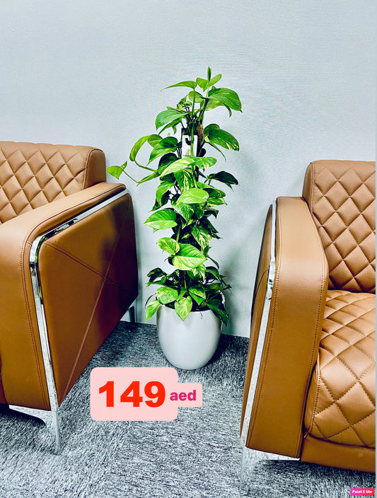 Money Plant Holland 1mtr in Ceramic Pot