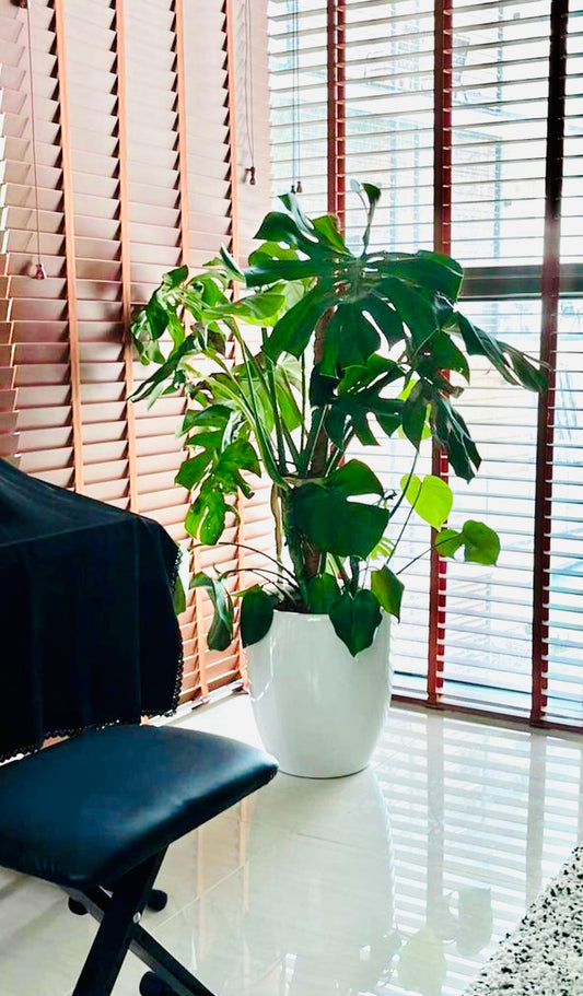 Monstera HOLLAND XL 1.5mtr - Ceriman, Swiss Cheese Plant, Monstera, Mexican Breadfruit, Delicious Monster, Split-leaf philodendron