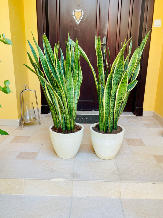 POTTED 2pcs of Snake Plant Large in FiberPot | 80cm - 90cm