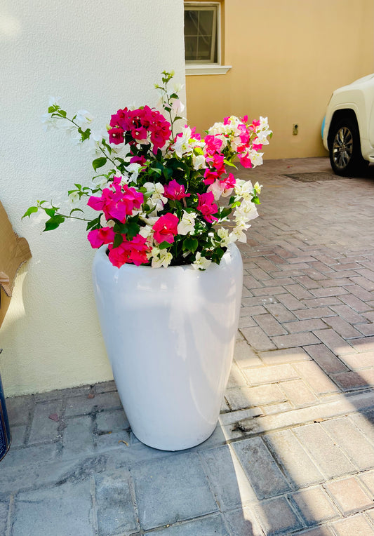 Bougainvillea Mixed Color - Ceramic Pot - PlantmartUAE.com