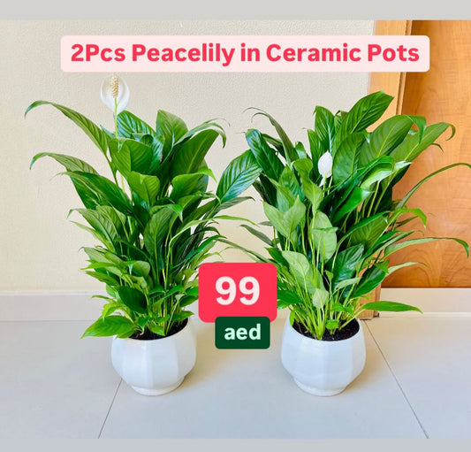 Potted 2pcs Peace Lily in CERAMIC Pots | indoor plant | Spathiphyllum Sweet Lauretta | Best Online Store | PlantMartUAE.com