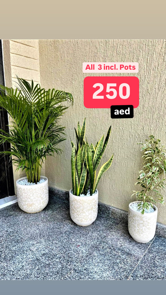 Potted 3Pcs Indoor Plants in Ceramic Pots