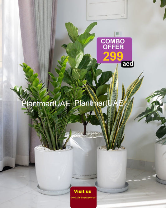 Potted Combo: 3Pcs Indoor Plants in Ceramic Pots