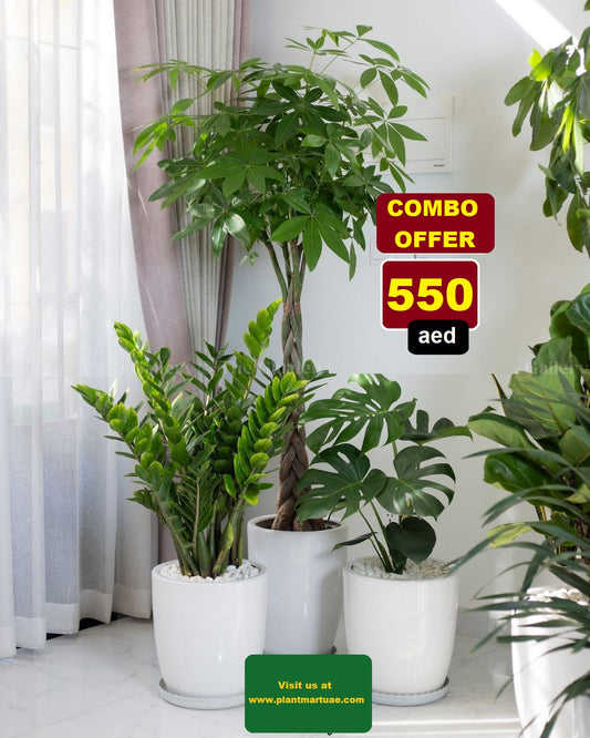 Potted Combo: 3Pcs Indoor in Ceramic Pots