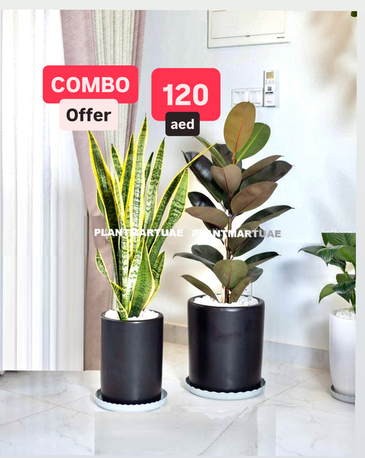 Potted Combo: Rubber Plant + Snake Plant LARGE in Ceramic Pots
