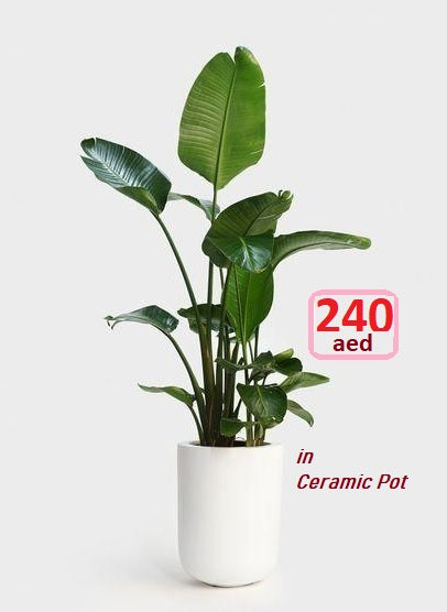 Potted Strelitzia Nicolai - Bird of Paradise - 1.2mtr-1.4mtr