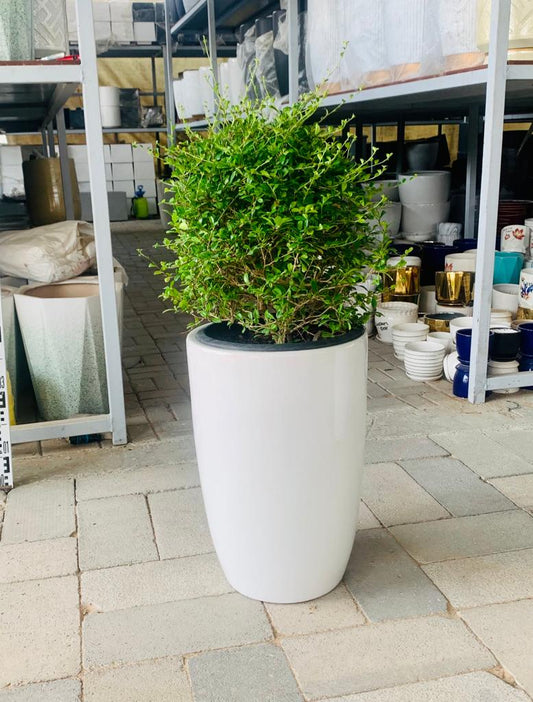 Ehretia Ball in CERAMIC Pot  - Ehretia Microphylla| Shaped Outdoor Plants | 20cm - 30cm / Single - PlantmartUAE.com