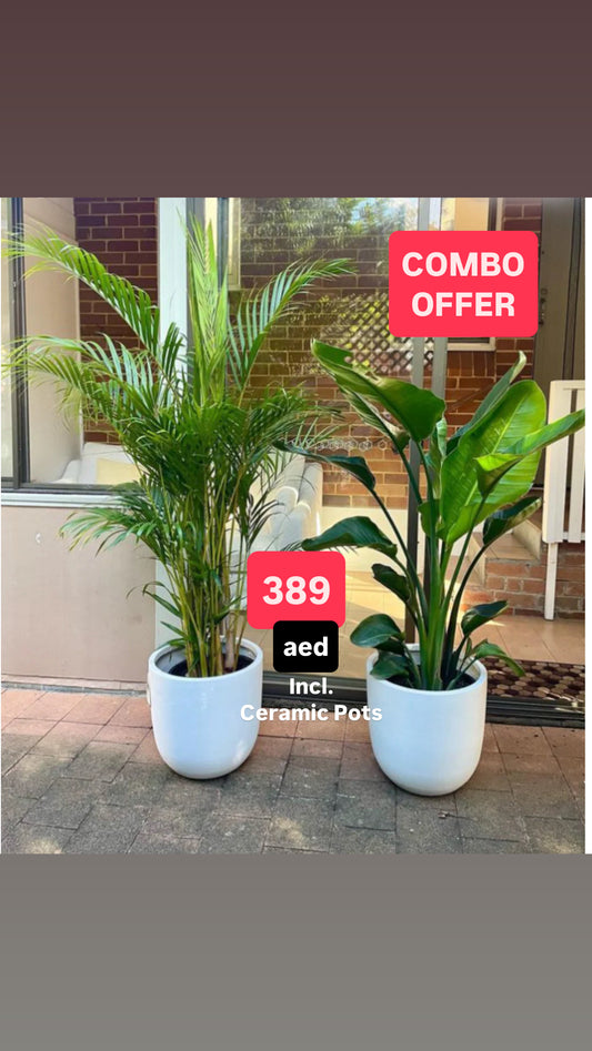 Set of 2 Potted - Areca Palm + Bird Of Paradise in Ceramic Pots
