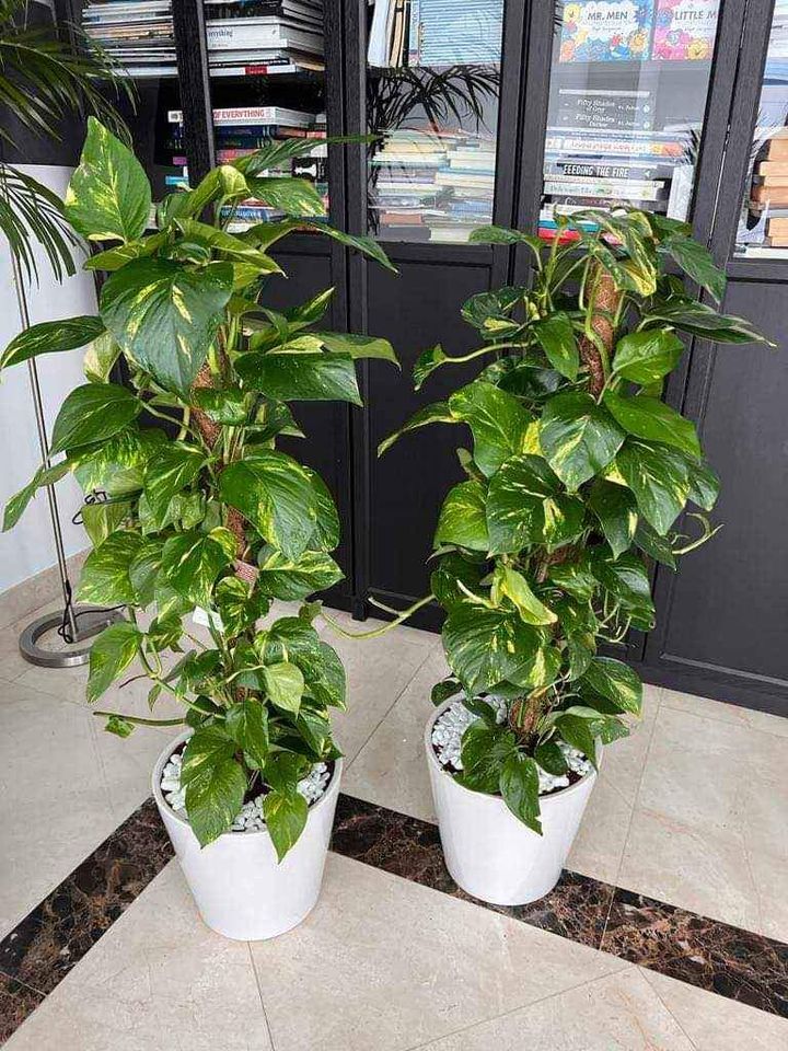 Money plant Moss Stick - PlantmartUAE.com