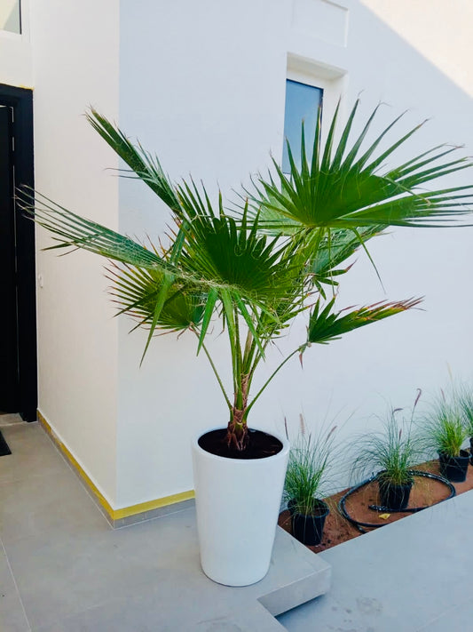 Washingtonia Large in CERAMIC Pot (Large)