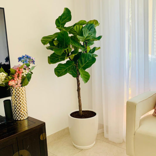 Fiddle Lyrataa - Fig Tree (Branched)1.5mtr - Ceramic pot - PlantmartUAE.com