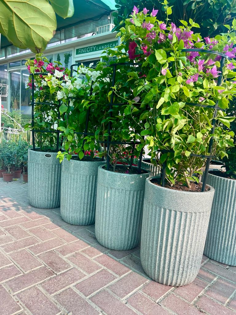 ComboPack: 4Pcs in CERAMIC Pot - PlantmartUAE.com