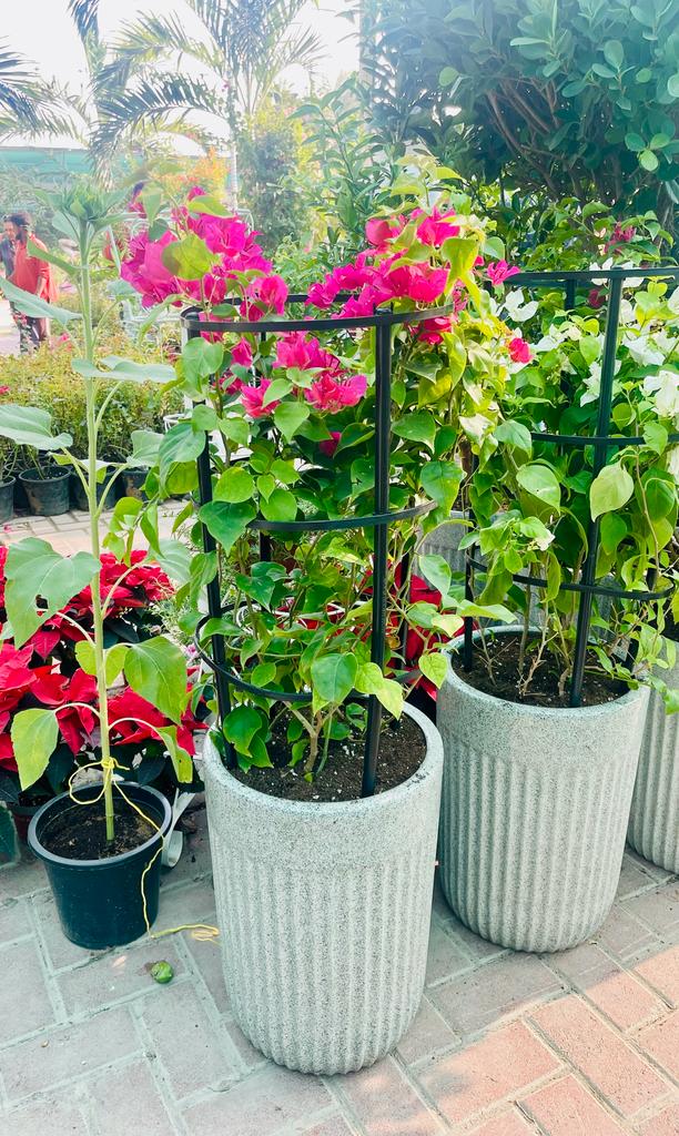ComboPack: 4Pcs in CERAMIC Pot - PlantmartUAE.com