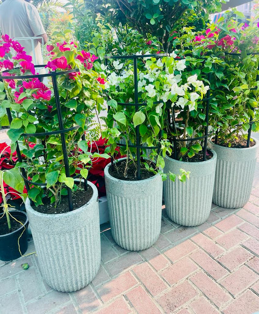 ComboPack: 4Pcs in CERAMIC Pot - PlantmartUAE.com