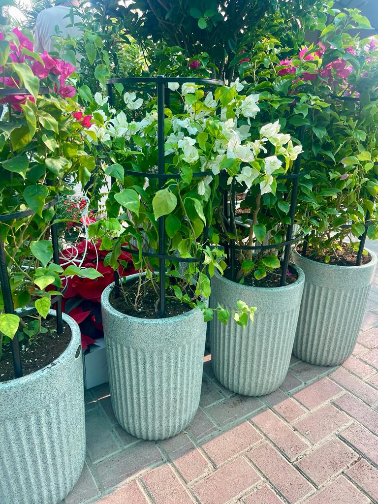 ComboPack: 4Pcs in CERAMIC Pot - PlantmartUAE.com