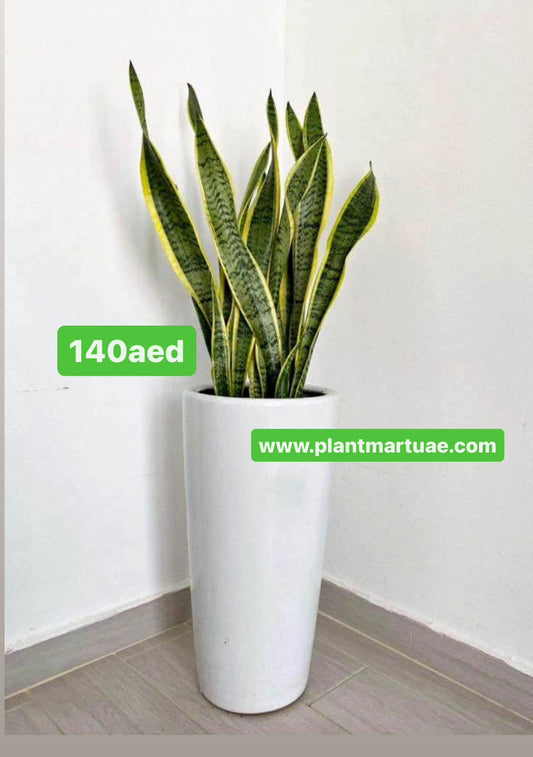 Snake Plant LARGE in Ceramic Pot (100cm-110cm) / Sansevieria Plant