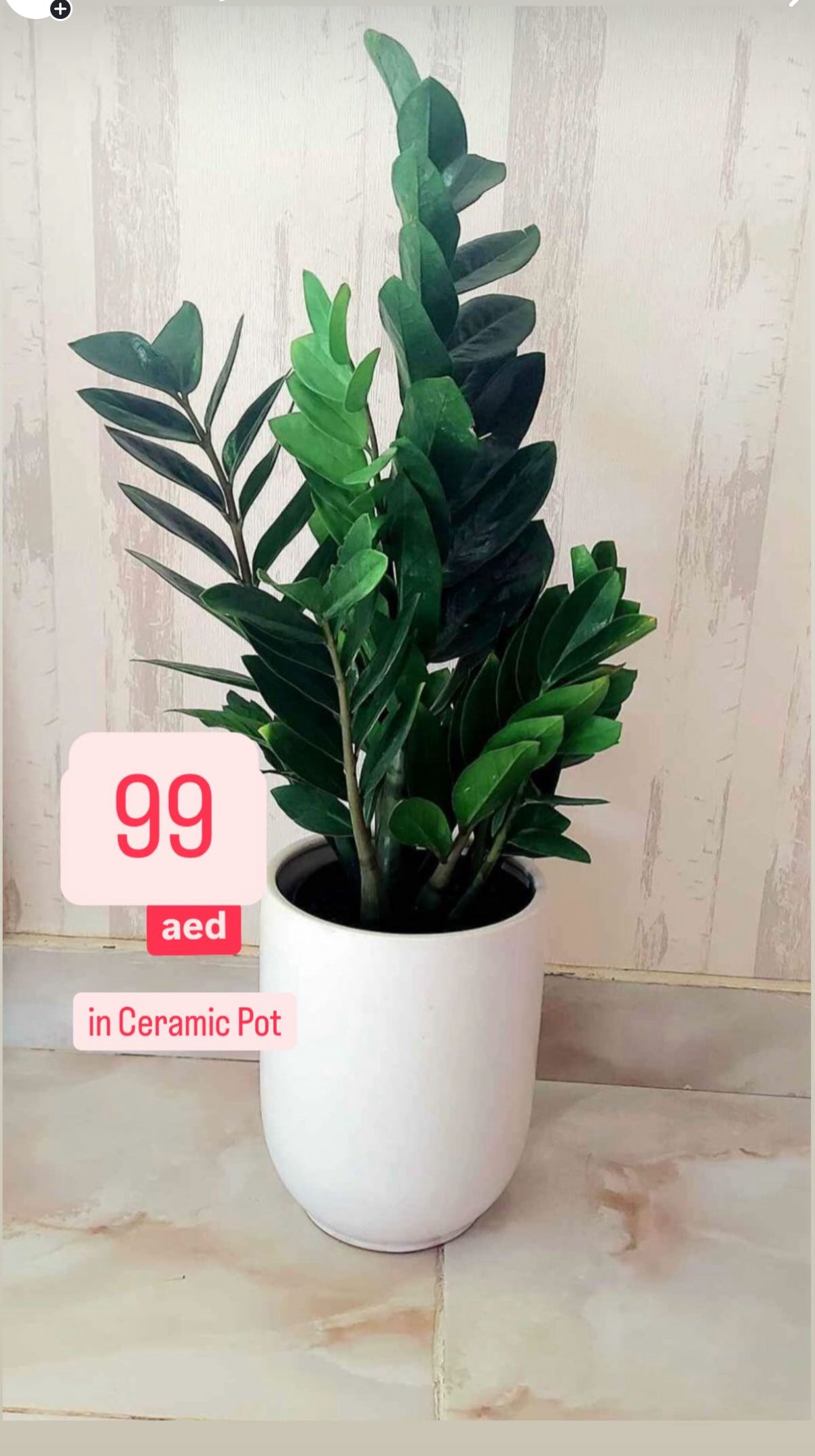 ZZ Plant POTTED in Ceramic Pot (50cm-60cm)