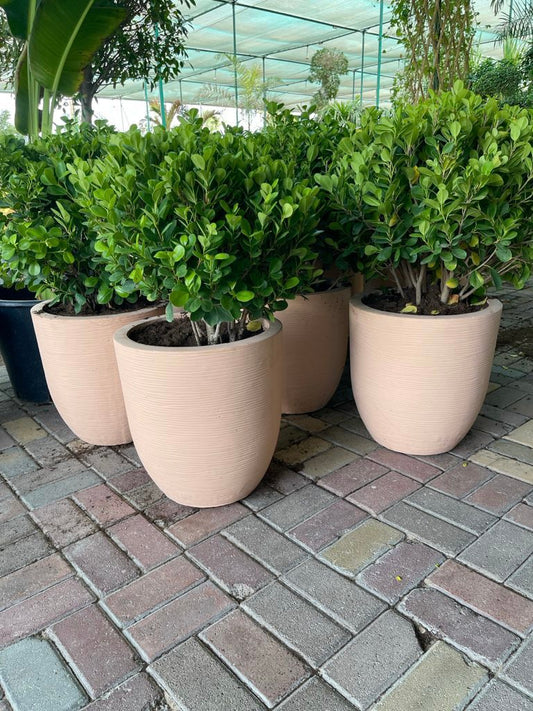 Ficus Panda Ball/ Fiber Clay Pot - PlantmartUAE.com