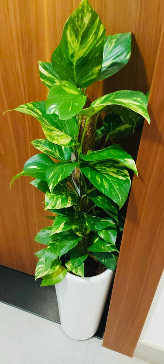 money plant with ceramic pot