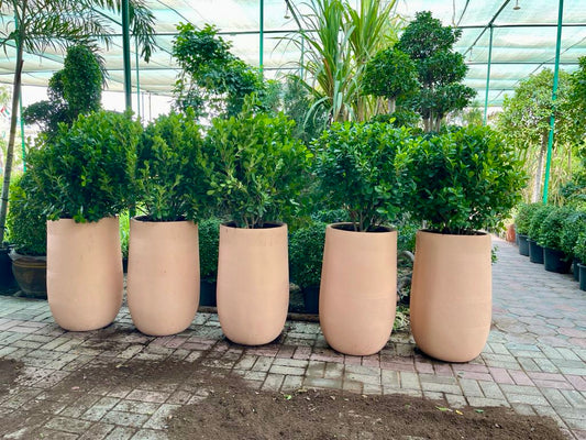 Ficus Panda Ball in Tall Fiber Clay Pot - PlantmartUAE.com