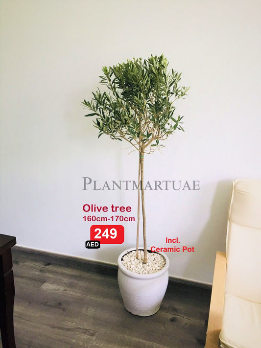 Olive Tree POTTED 160cm-170cm - CERAMIC POT indoor plant