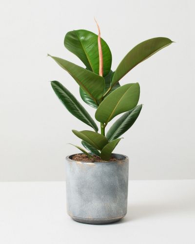 Ficus elastica Abidjan - Burgundy Rubber Plant 30-40cm - PlantmartUAE.com