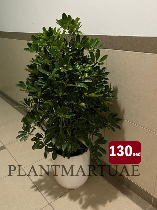 Schefflera Arboricola/5 fingers - CERAMIC pot - PlantmartUAE.com