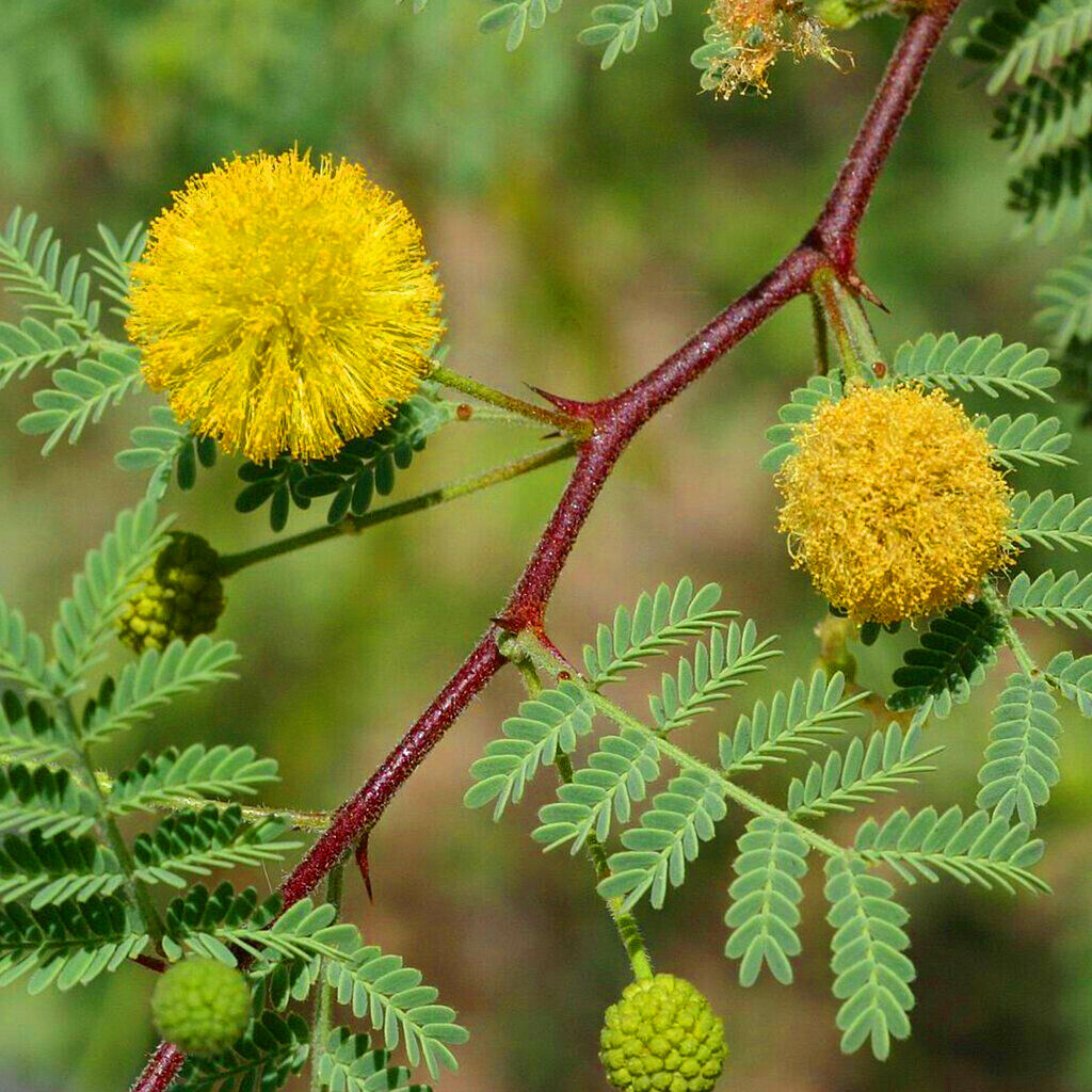 Acacia Arabica 1.5m - 2.0m - PlantmartUAE.com
