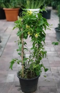 Australian Gold Vine 150-170cm - PlantmartUAE.com