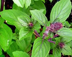 Basil Persian (Rayhan) - PlantmartUAE.com