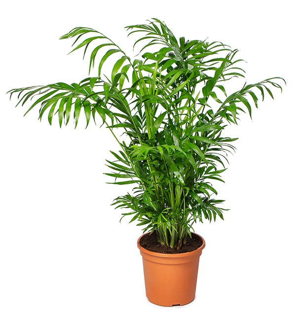 Bamboo Palm/ Parlor Palm/ Chamaedorea Elegans 35cm - PlantmartUAE.com