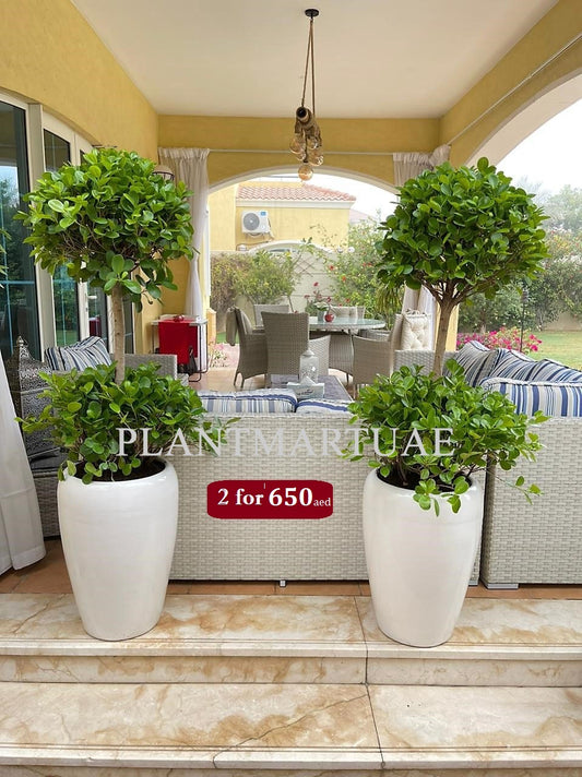 2pcs Ficus panda 2 head/tier CERAMIC POT(L) - PlantmartUAE.com