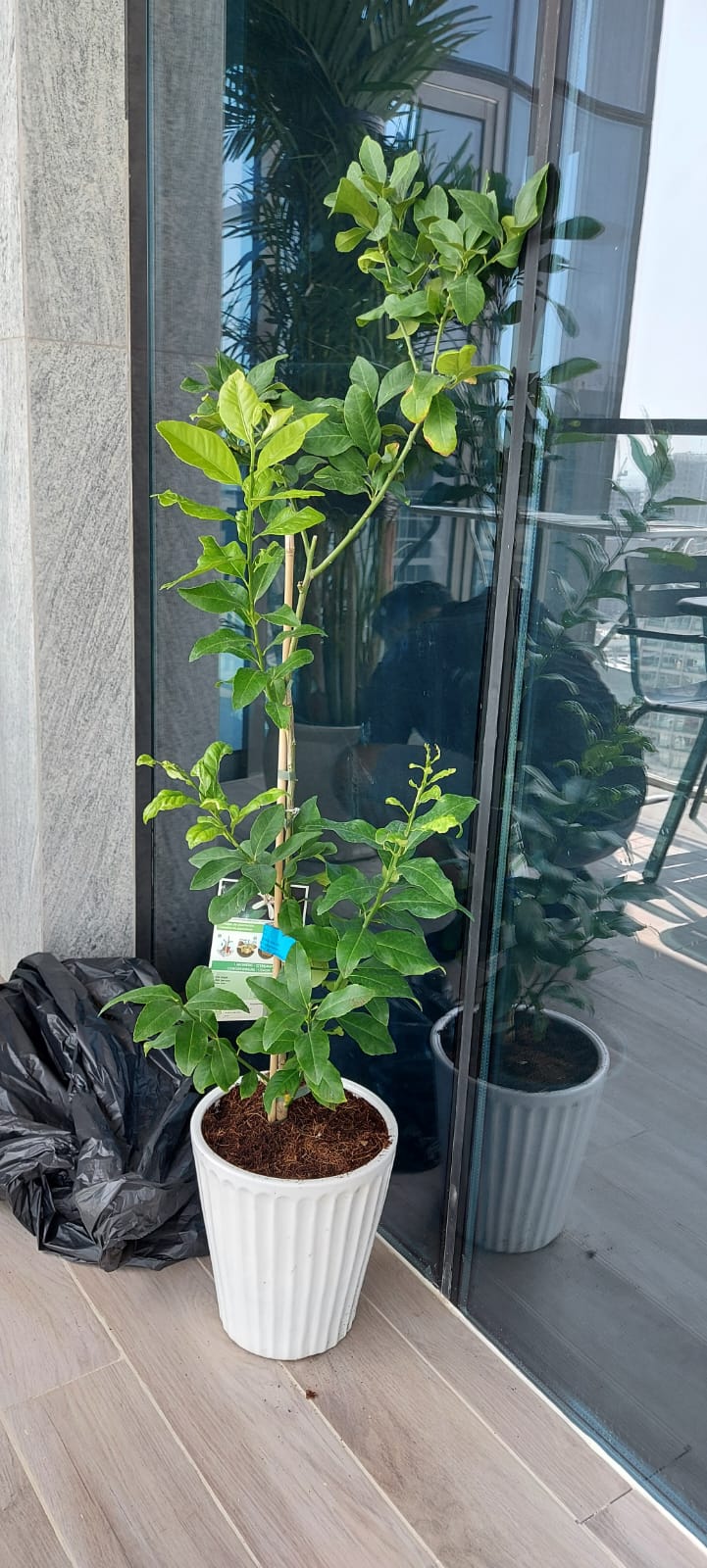 Lemon 1.0mtr / CERAMIC pot - PlantmartUAE.com